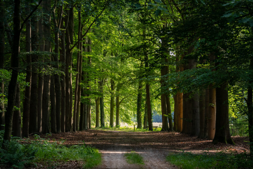 Het Ampsense bos