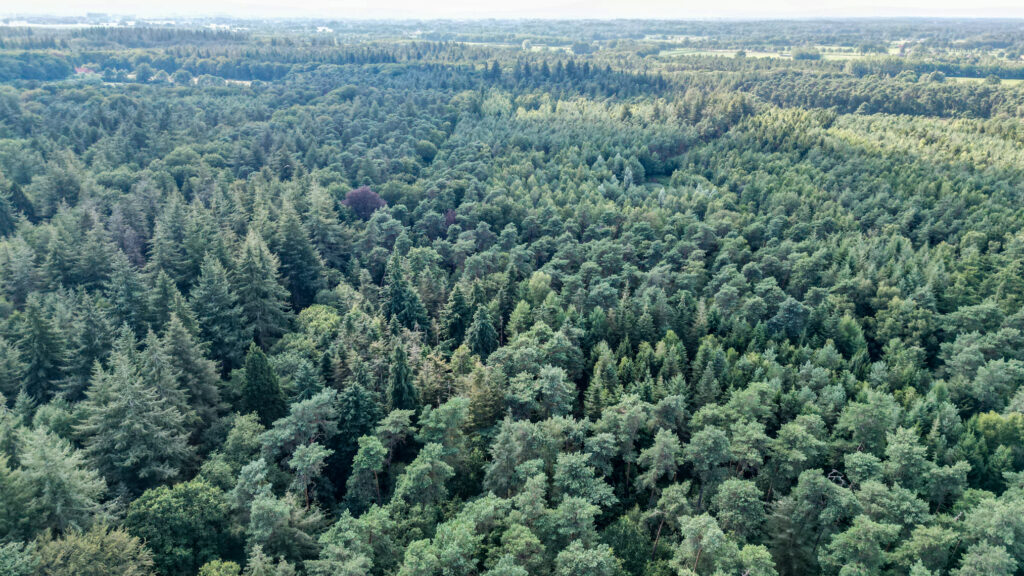 Het Ampsense bos